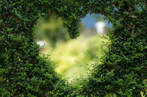 heart-shaped hedge