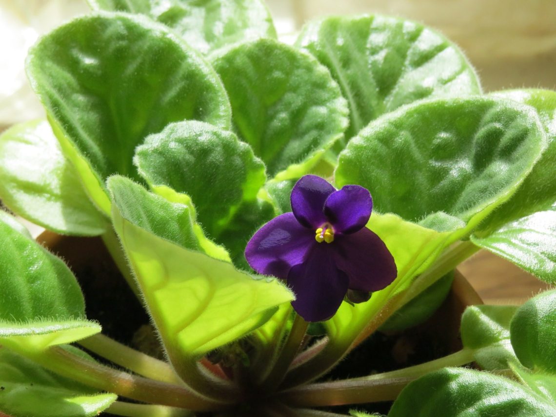 African violet with single violet bloom