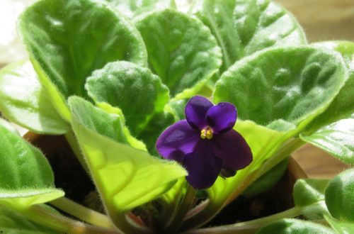 African violet with single violet bloom