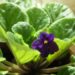 African violet with single violet bloom