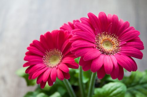 Gerbera Daisy