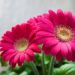 Gerbera Daisy