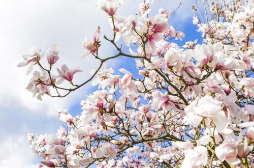 kew-garden-Spring Apple blossom