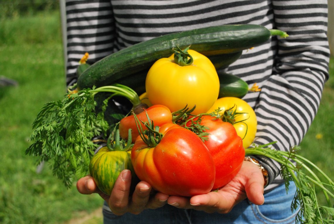 Person holding garden vegetables