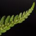Fern against a black background