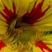 Nasturtium Flower