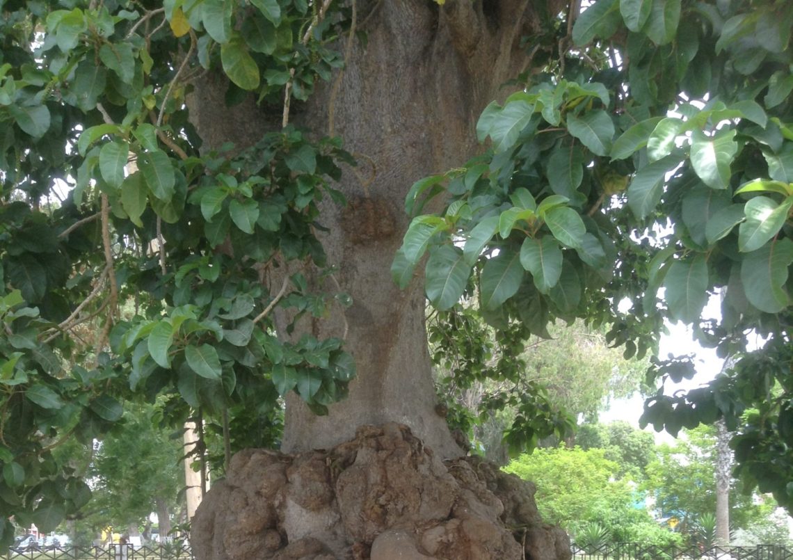 El Ombu, Parque El Carmen en el Pueblo Libre, Lima Peru