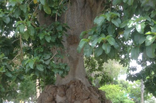 El Ombu, Parque El Carmen en el Pueblo Libre, Lima Peru