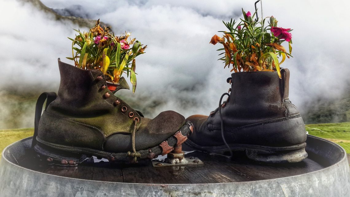 Two old boots on a table decorated with flowers growing out of them