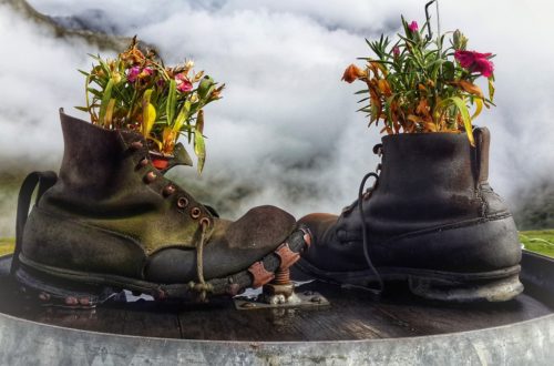 Two old boots on a table decorated with flowers growing out of them