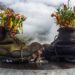 Two old boots on a table decorated with flowers growing out of them
