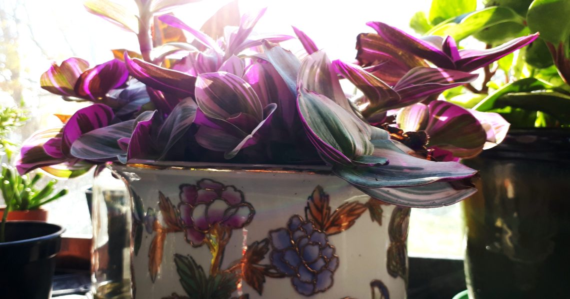 Tradescantia Nanouk in a decorative pot