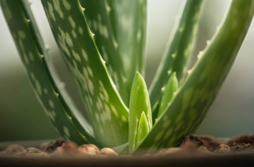 fresh green leaves of potted aloe vera