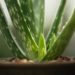 fresh green leaves of potted aloe vera