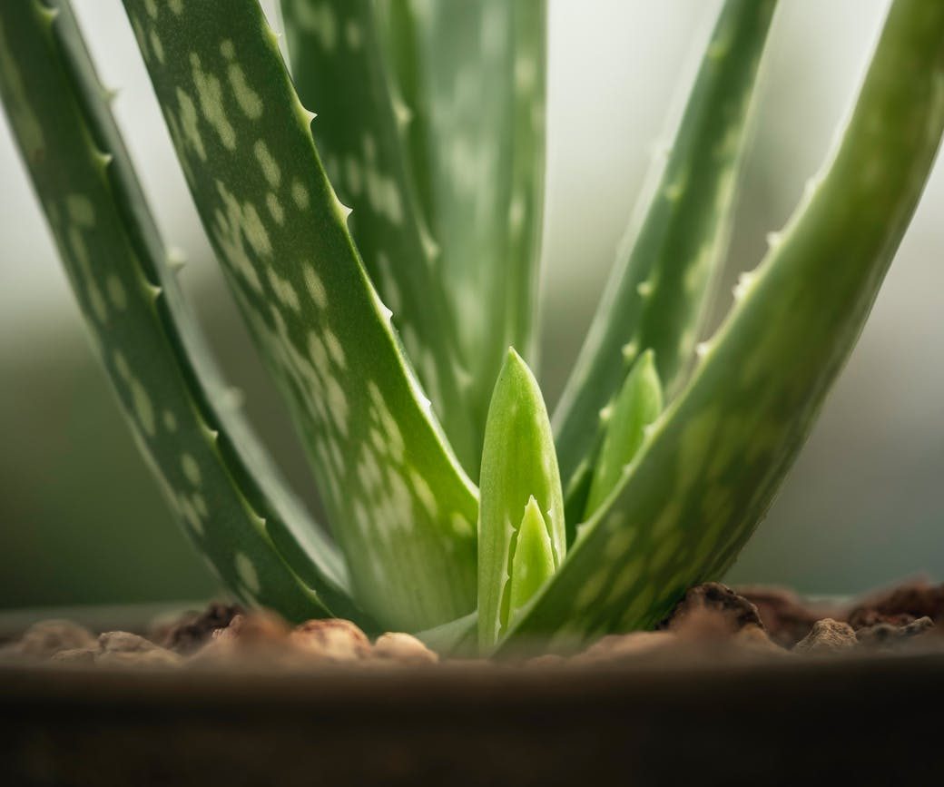 fresh green leaves of potted aloe vera