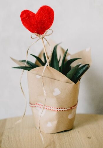 red heart ornament and aloe vera plant covered with paper