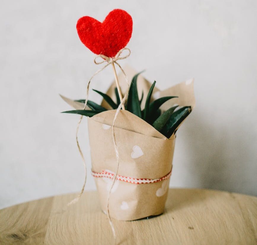 red heart ornament and aloe vera plant covered with paper