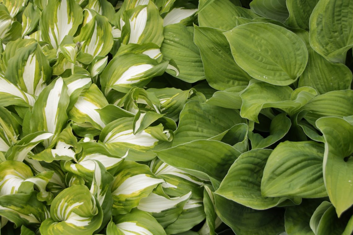 Two varieties of Hosta Plants