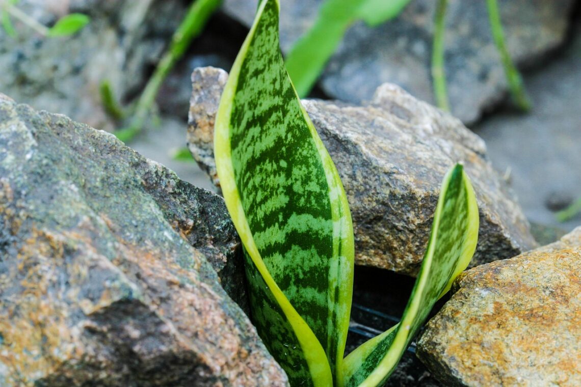 sansevieria growing out of rocks.