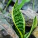sansevieria growing out of rocks.