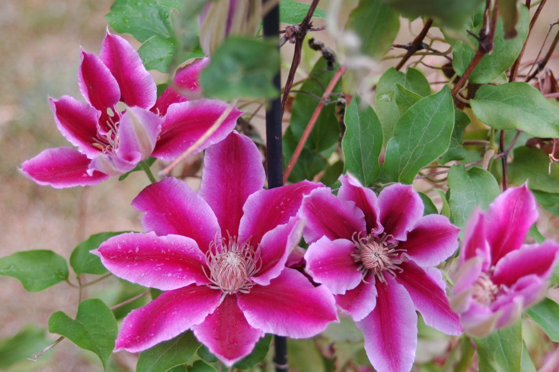 Clematis growing on a trellis.