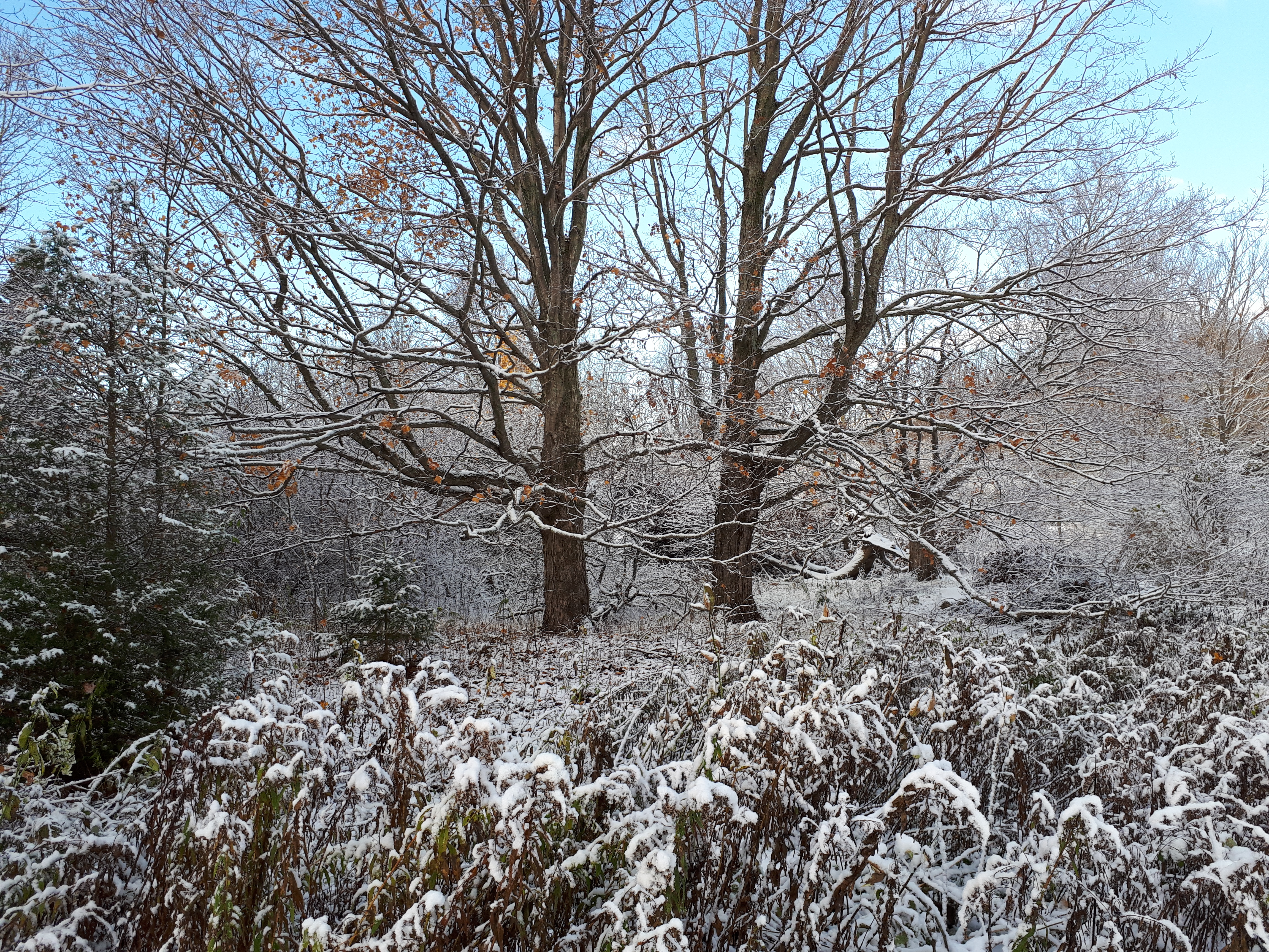 Sugar Maple Trees in Winter