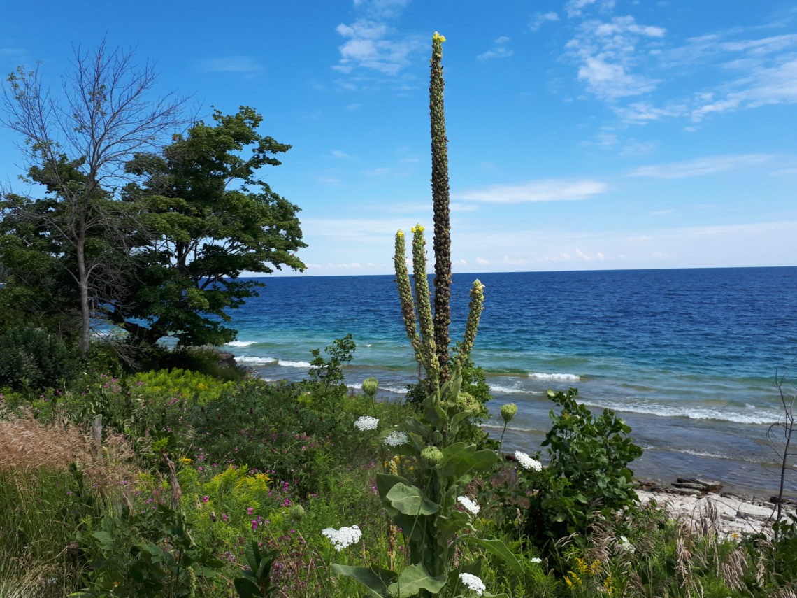 Muellin on the Georgian Bay