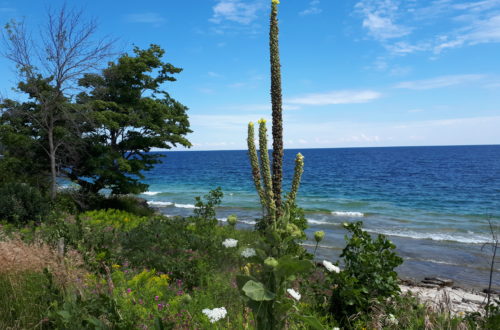 Muellin on the Georgian Bay