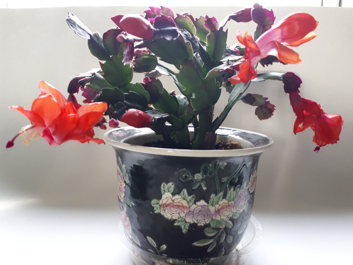 Schlumbergera also know as Thanksgiving cactus in a decorative Chinese Flower pot