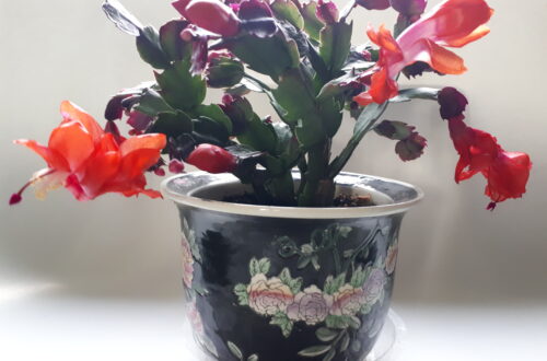 Schlumbergera also know as Thanksgiving cactus in a decorative Chinese Flower pot