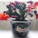 Schlumbergera also know as Thanksgiving cactus in a decorative Chinese Flower pot