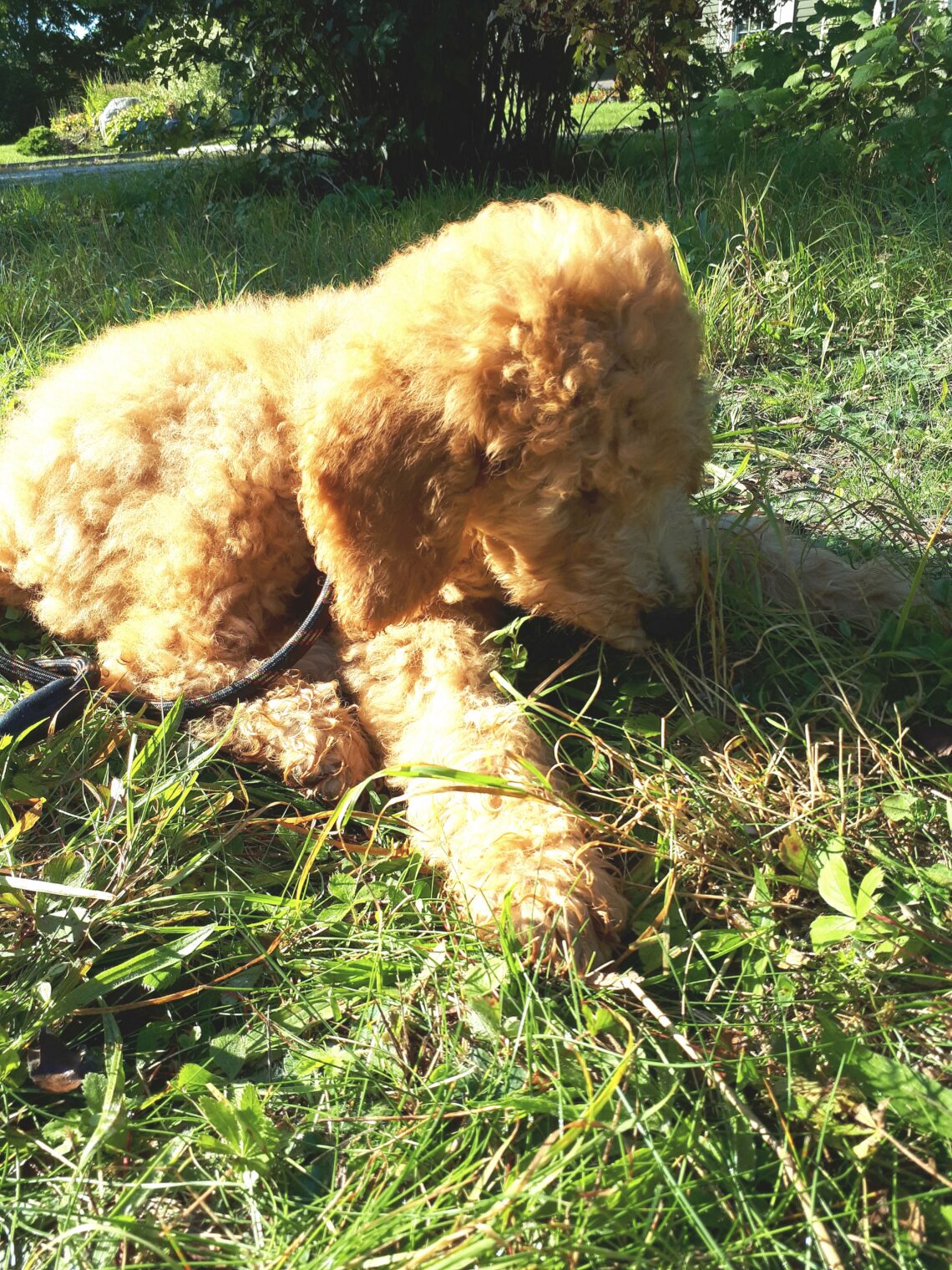 Golden Doodle sitting on the lawn