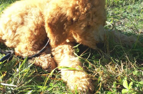Golden Doodle sitting on the lawn