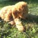 Golden Doodle sitting on the lawn