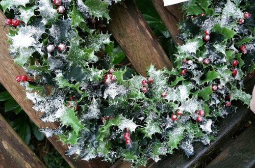 Christmas Holly Wreath