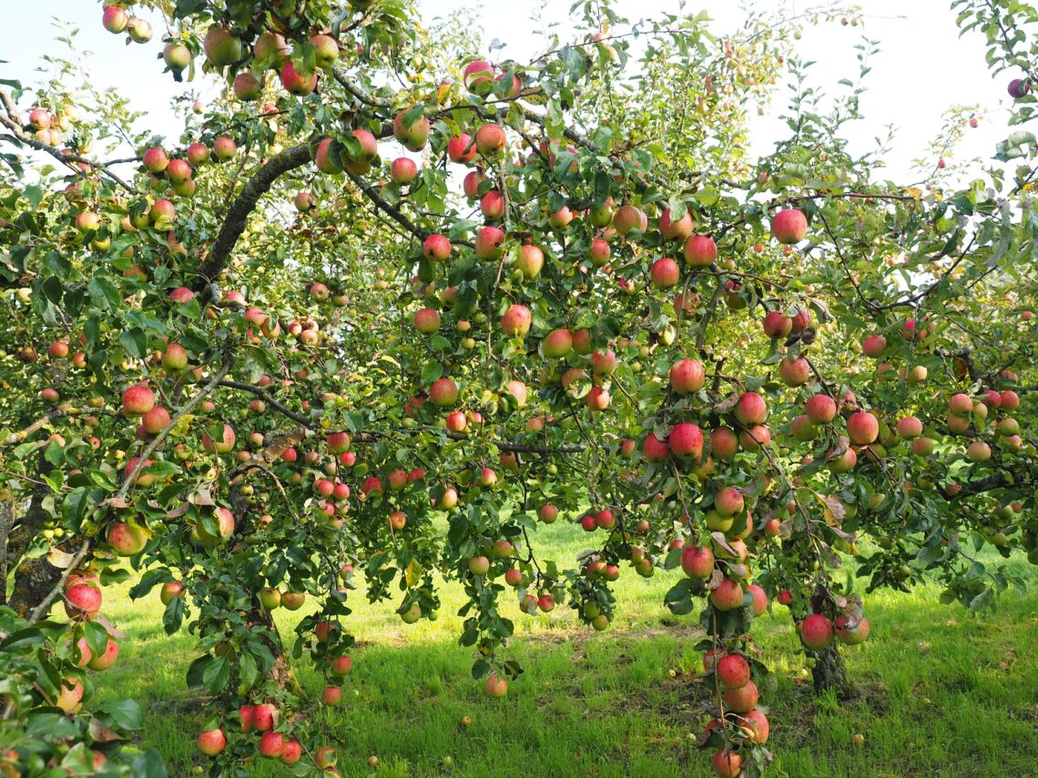 Apples on trees in a orchard