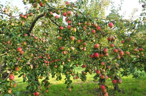 Apples on trees in a orchard