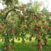Apples on trees in a orchard