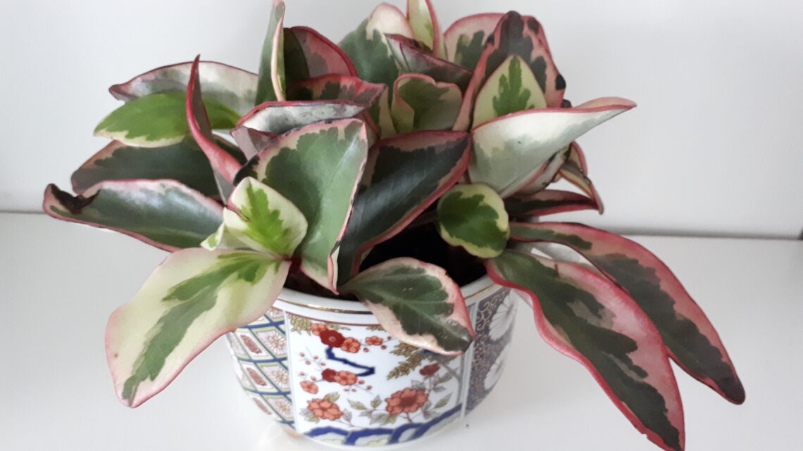 Peperomia jelly or tricolour peperomia in a Japanese flower pot.