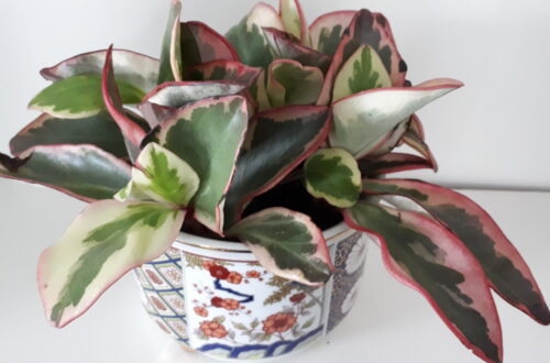 Peperomia jelly or tricolour peperomia in a Japanese flower pot.