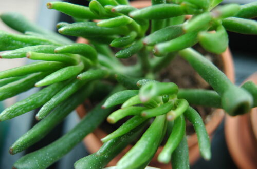 Crassula ovata 'Gollum' Jade