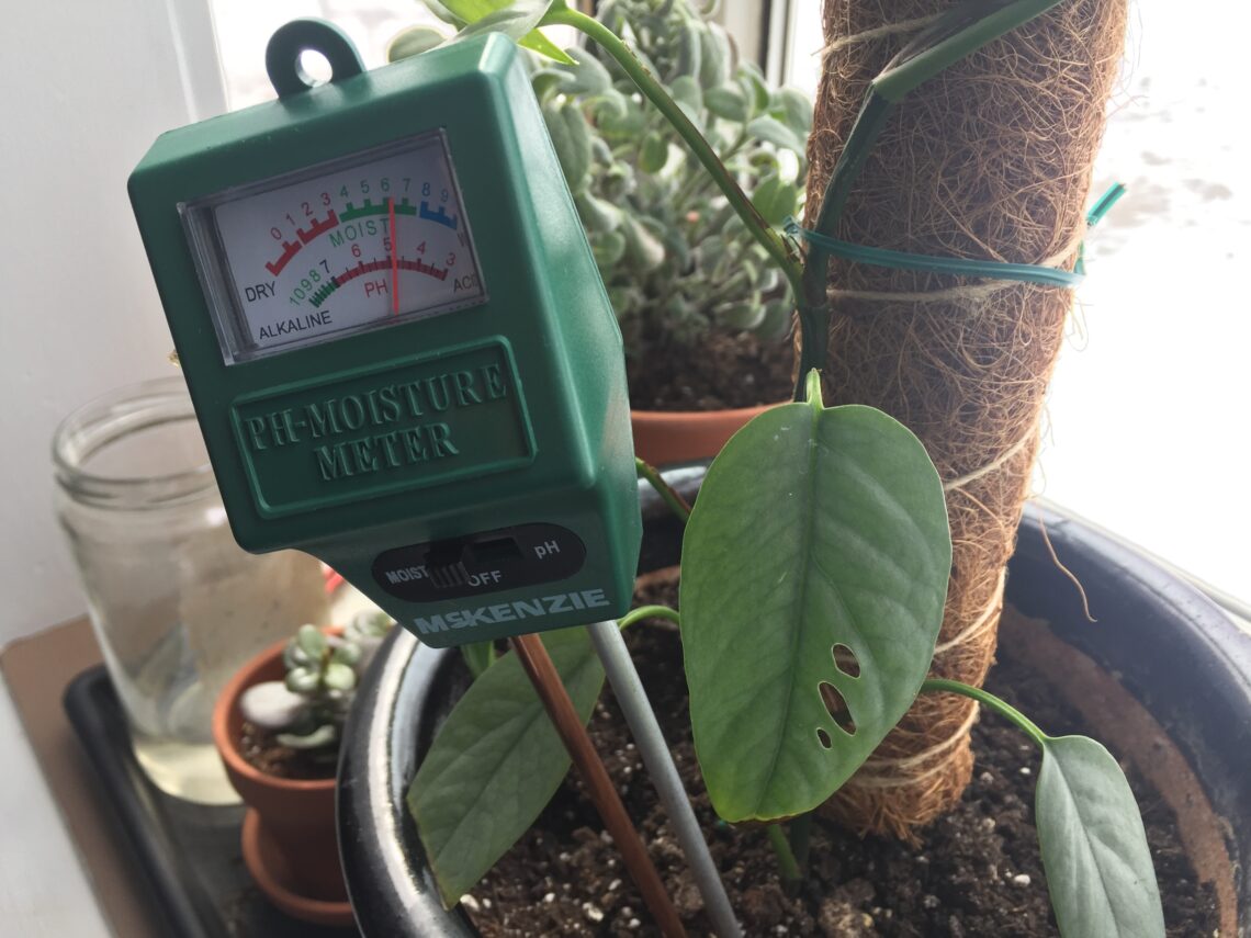 Moisture meter in a pot with Blue Cebu plant