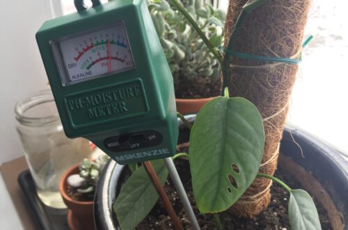 Moisture meter in a pot with Blue Cebu plant