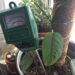 Moisture meter in a pot with Blue Cebu plant