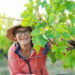 Caro Feely in her vineyard.
