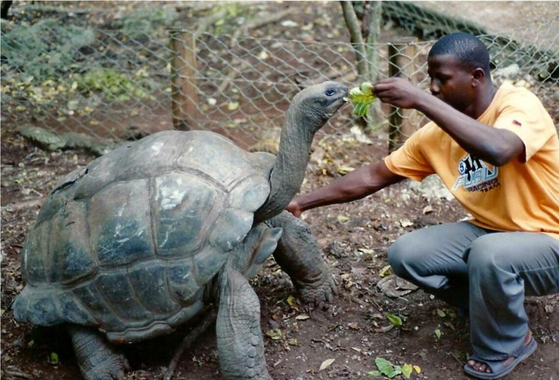 Giant Tortoise being fed on Changuu Island