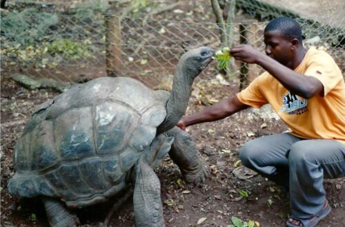 Giant Tortoise being fed on Changuu Island