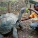 Giant Tortoise being fed on Changuu Island