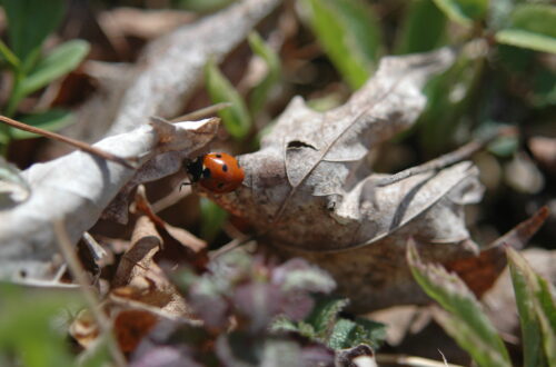 Ladybird on decaying leaf ©J. L. James