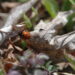 Ladybird on decaying leaf ©J. L. James